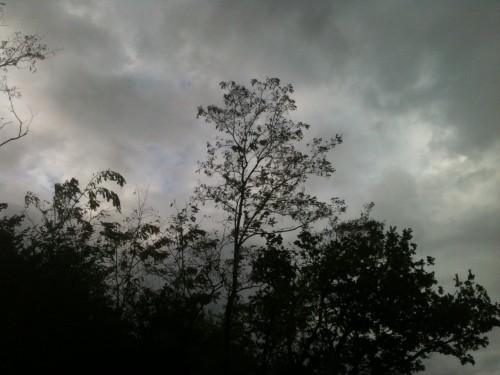 nature, vent, ciel, arbres, noirceur